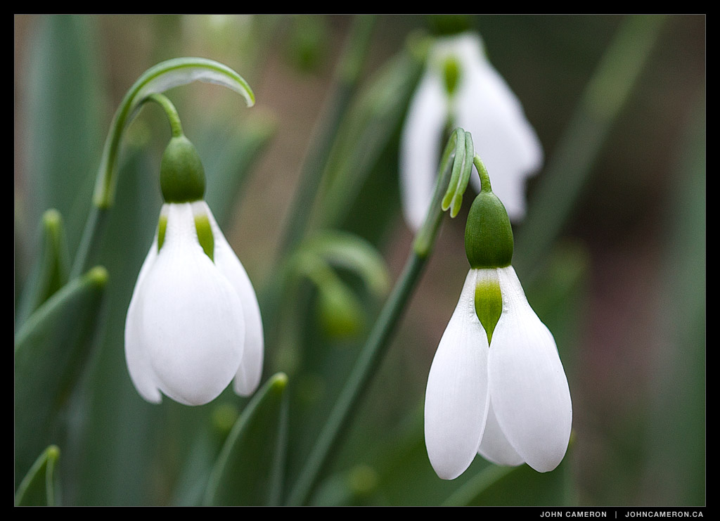 Snowdrops on Salt Spring Island