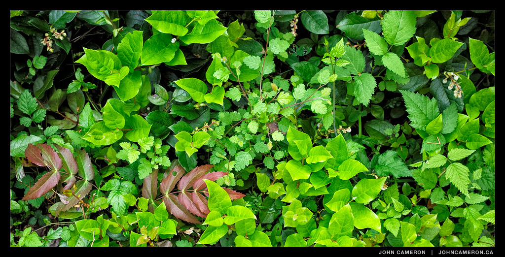 forest floor at your feet