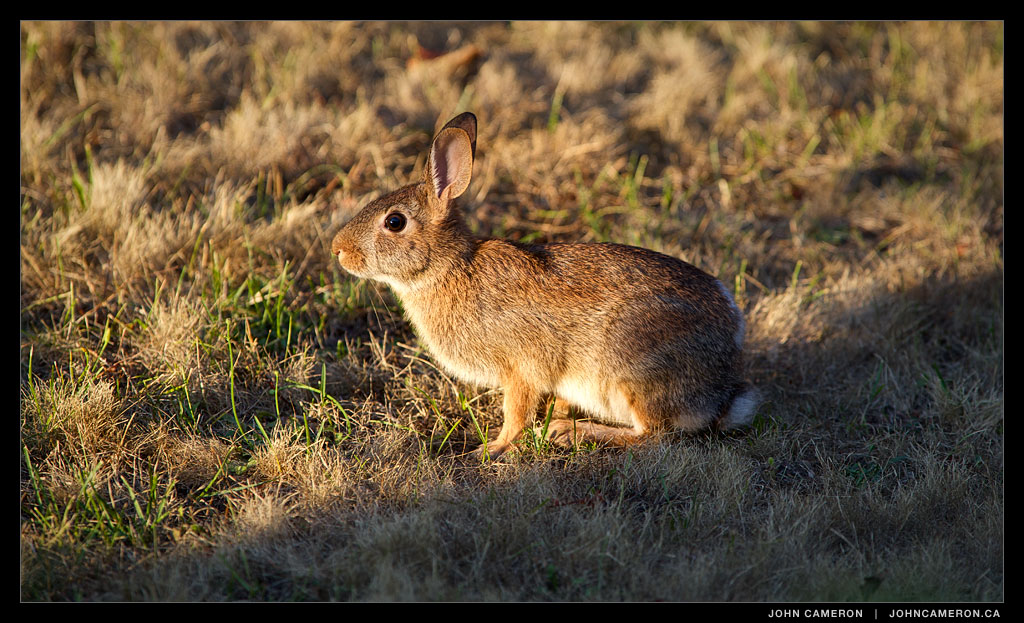 Front Yard Rabbit