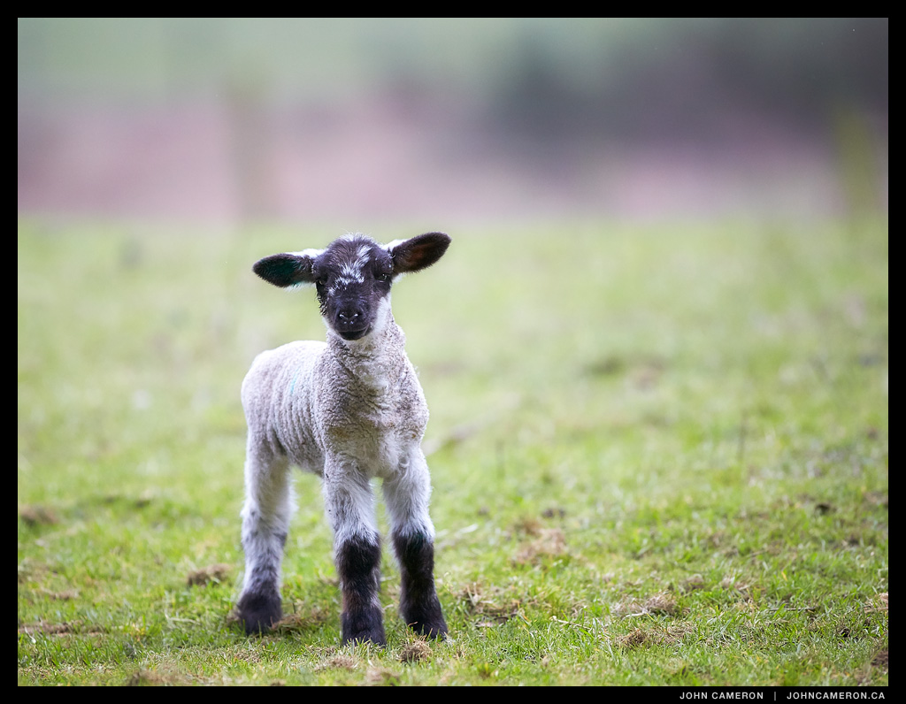 Salt Spring Lamb