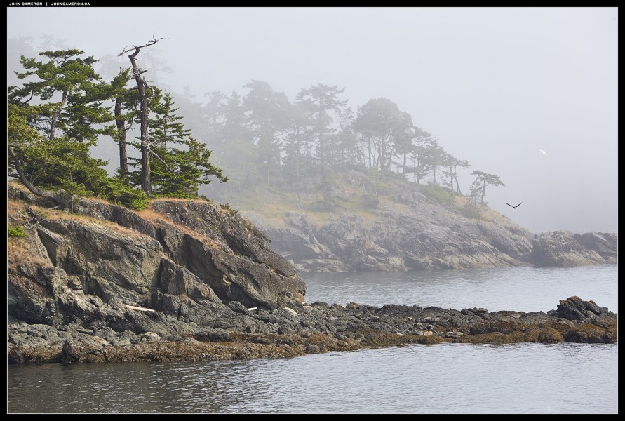 Coastal Fog in Spring