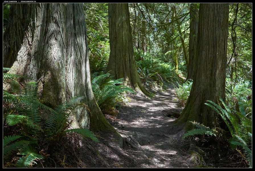 Dunbabin Park Rain Forest Trail