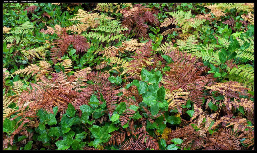 Ferns and Salal in the Rain