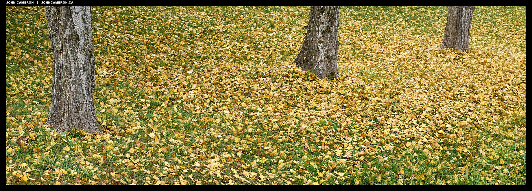 Leaves Down
